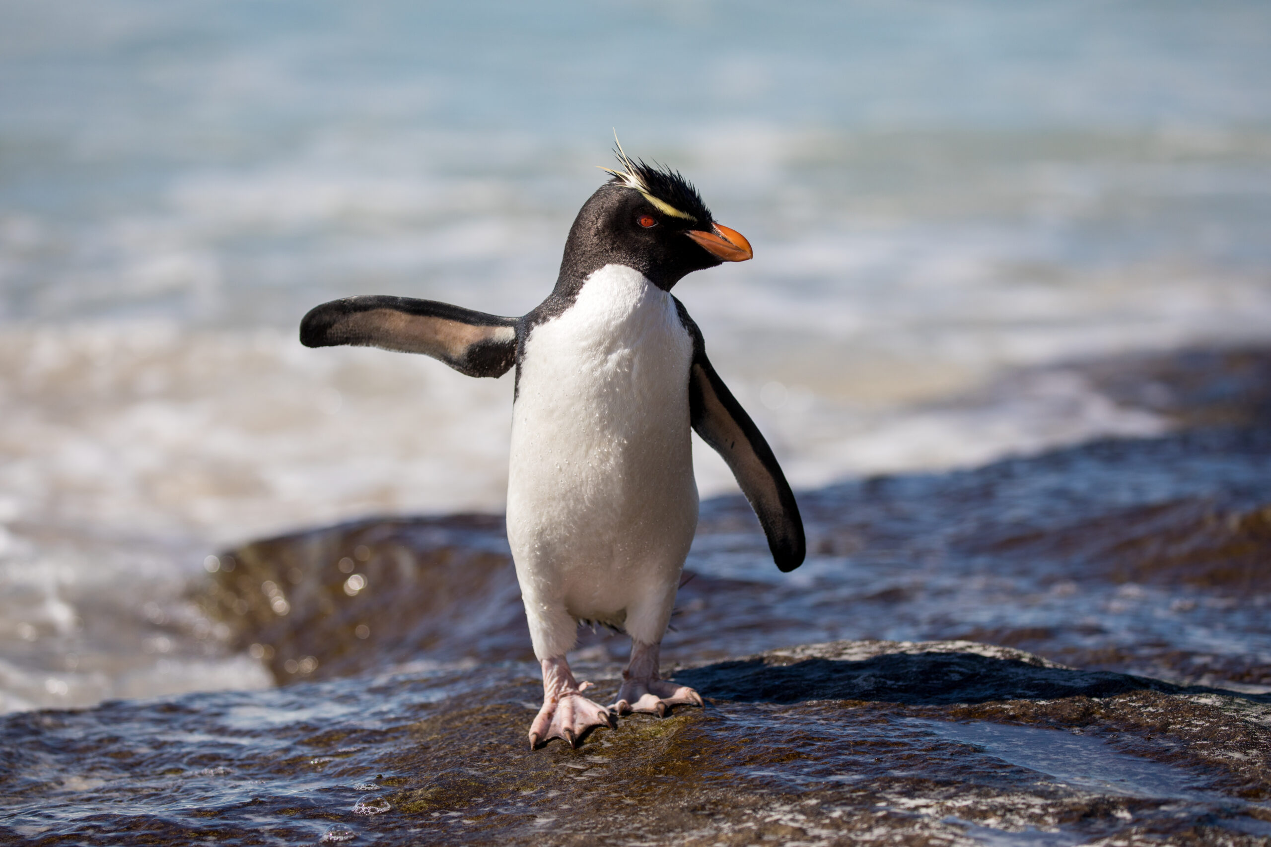Emperor penguin chicks diving from ice cliff into Antarctic water